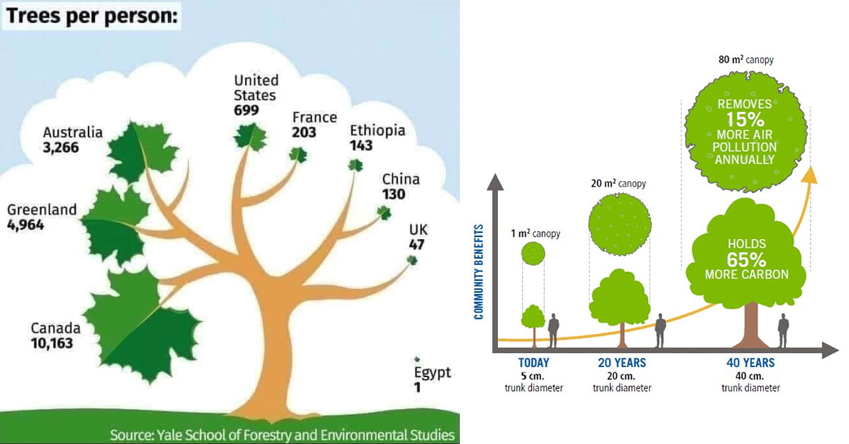 A History of Tree By-laws in King Township - CCKT